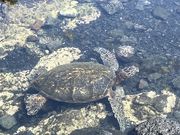 黒砂海岸で幸運にも5歳位のウミガメに遭いました🐢タイガーシャークに噛まれた傷がありました