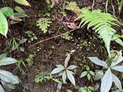 動物園内の植物