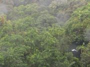ゴンドラの眼下には壮大な熱帯雨林が広がり、珍しい鳥もたまに見られました