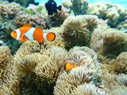 クマノミちゃん