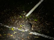 アマミノクロウサギ