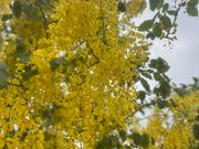 3月の鉄道の日はゴールデンシャワーが満開でした。