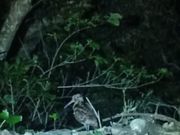 アマミヤマシギ