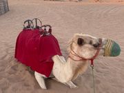 こちらのラクダは大変乗りやすい