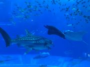 美ら海水族館