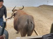 水牛車を後ろから