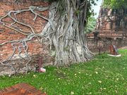 アユタヤ　象乗りツアー