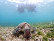 ウミガメと出会えました♪