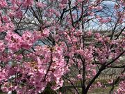 琵琶湖疎水沿いの桜