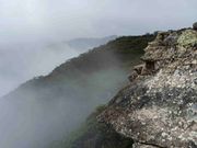 ブルーマウンテン