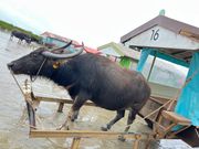 由布島へGo‼︎