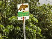 西表山猫に注意⚠️