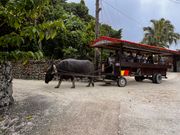 竹富島の水牛車