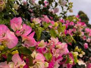 ブーゲンビリア