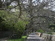 デイゴ並木（花はまだ…）