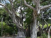 於斉のガジュマル