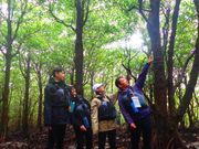 マングローブ散策