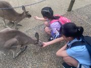 カンガルーの餌やりは無料でした。