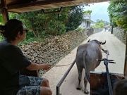 水牛車に乗って街をまわる