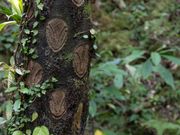 ヒカゲヘゴの"丸八"