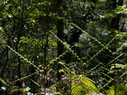 ウラジロの新葉