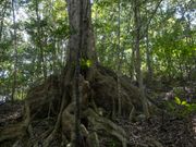 オキナワウラジロガシ