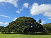 モアナルアガーデン🪴