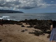 ウミガメが間近で見れる海岸