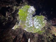 念願のウィルソン株