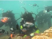 お魚に餌をあげました