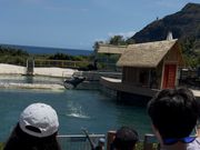 イルカのショー