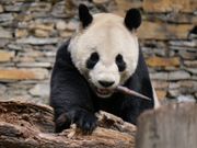 僕の牙すごいでしょっ！（注∶たけのこです）