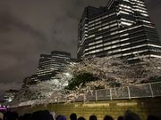 高層ビルと桜