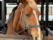 馬に餌やりもできます！