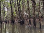 マングローブカヌー中🛶