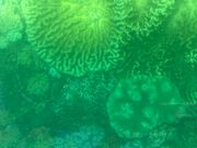 グラスボートから見えたサンゴ礁
