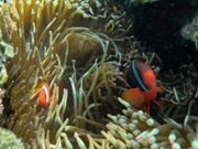 カクレクマノミ♪