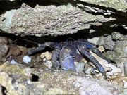 ヤシガニいた！