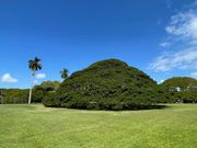 この木なんの木