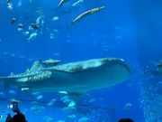 目の前に大きなジンベイザメ！