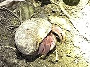 ムラサキオカヤドカリ