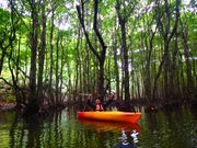 マングローブの森の中をカヤックでゆったりと進む、自然との一体感を味わえるひととき。