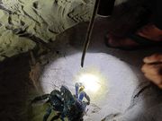 ヤシガニ見れました！