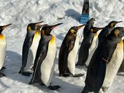 ペンギンのお散歩