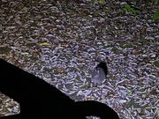 クロウサギ、何羽か見らことができました。可愛かったです！