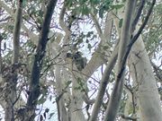 木の上のてっぺんでコアラ発見