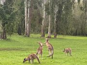 じゃれあいカンガルー