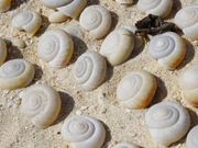 1000年前のカタツムリの殻