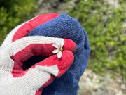 恋人の花。半分だけのように見えますが、こんな感じで咲きます