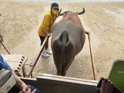 由布島へ水牛車